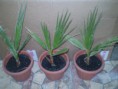 /album/fenykepgaleria/robusta-2-jpg/